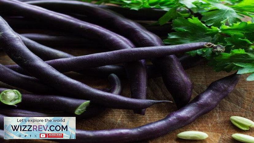 Bean Bush Royal Burgundy – Seeds Review