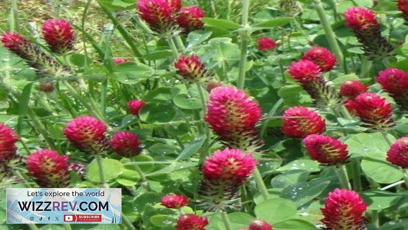 Cover Crop Clover (Red Crimson) – Seeds Review