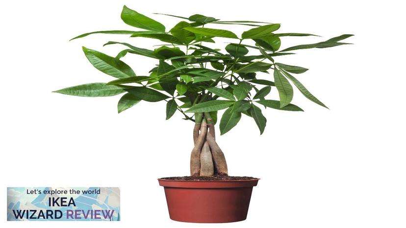 PACHIRA AQUATICA IKEA Potted plant Guinea chestnut Review