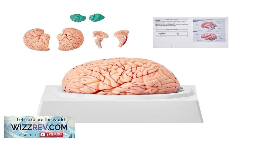 VEVOR Human Brain Model Anatomy 1:1 Life-Size 9-Part Human Brain Anatomical Model Review