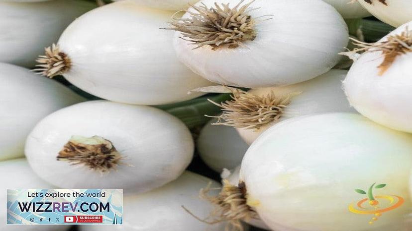 Onion Southport White Globe (Long Day) – Seeds Review