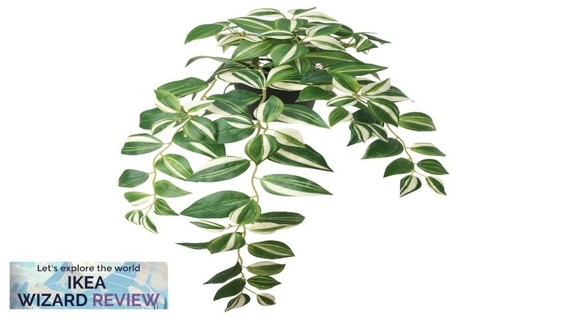 FEJKA IKEA Artificial potted plant indoor/outdoor/tradescantia zebrina Review