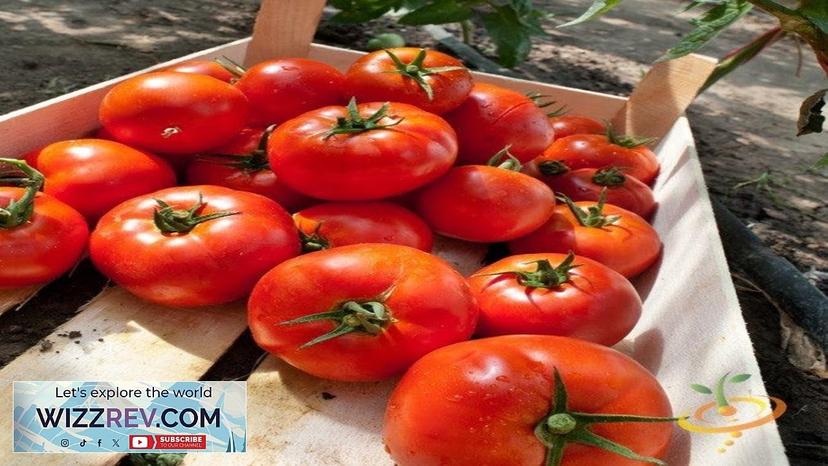 Tomato Homestead (Determinate) – Seeds Review