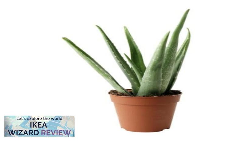 ALOE VERA IKEA Potted plant Aloe Review