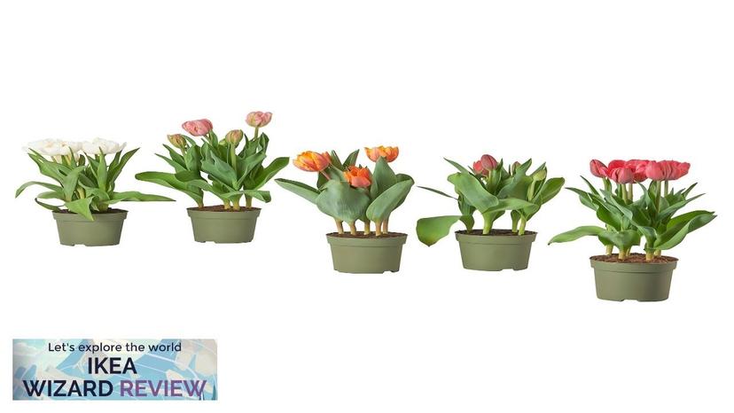 TULIPA IKEA Potted plant tulip Review