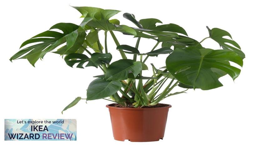 MONSTERA DELICIOSA IKEA Potted plant Review