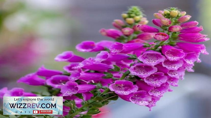 Flowers Foxglove – Seeds Review