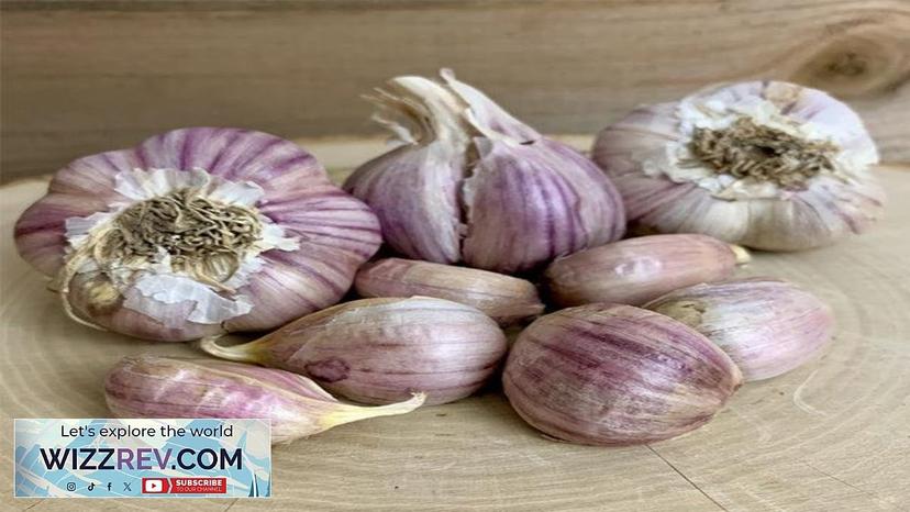 Garlic (Hard Neck) Svea – Seeds Review