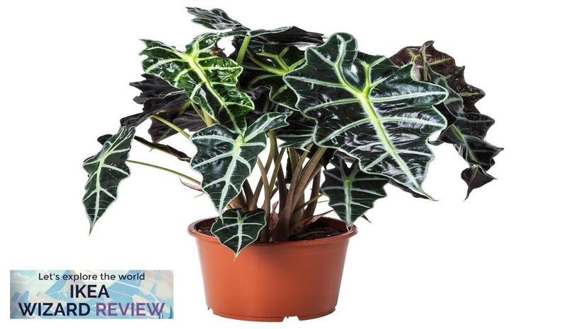 ALOCASIA AMAZONICA IKEA Potted plant Elephant ear Review