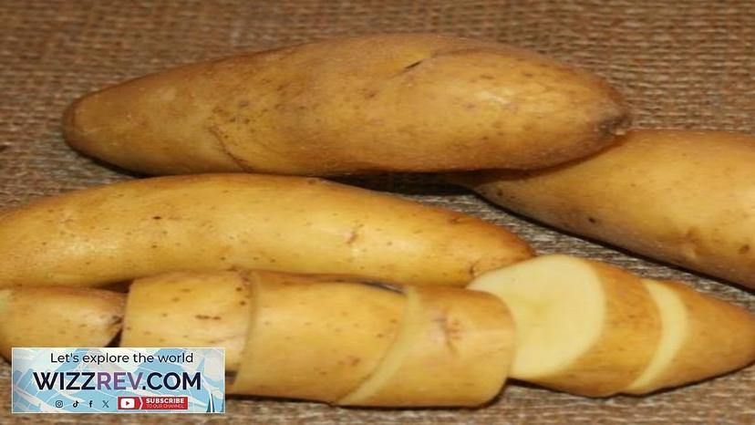 Potato Fingerling (Late-Season) Austrian Crescent (Organic/Heirloom – Seeds Review