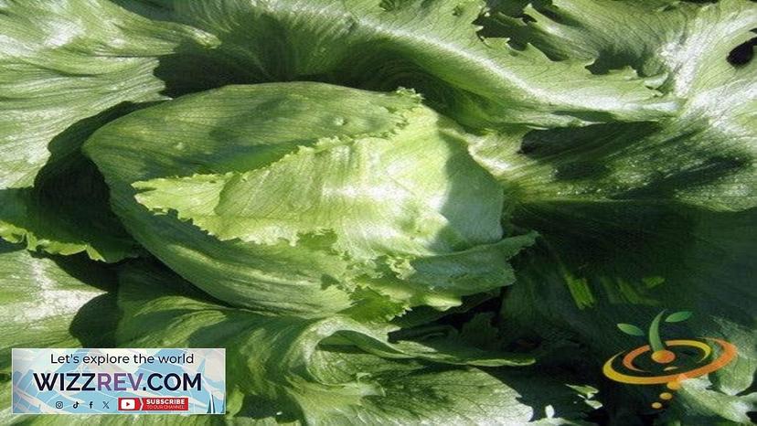 Lettuce Crisphead – Seeds Review