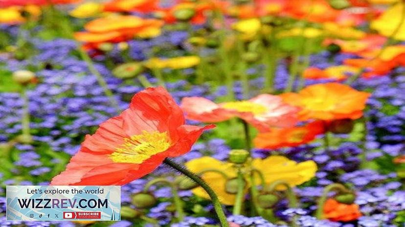 Wildflowers Poppy Scatter Garden Seed Mix – Seeds Review