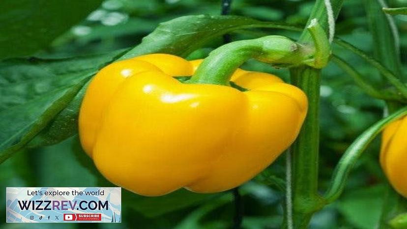 Pepper (Sweet) Sunbright Yellow – Seeds Review