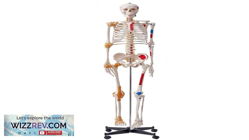 VEVOR Human Skeleton Model for Anatomy 71.65" Life Size Accurate PVC Anatomy Review