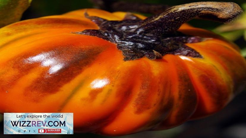 Eggplant Turkish Orange – Seeds Review