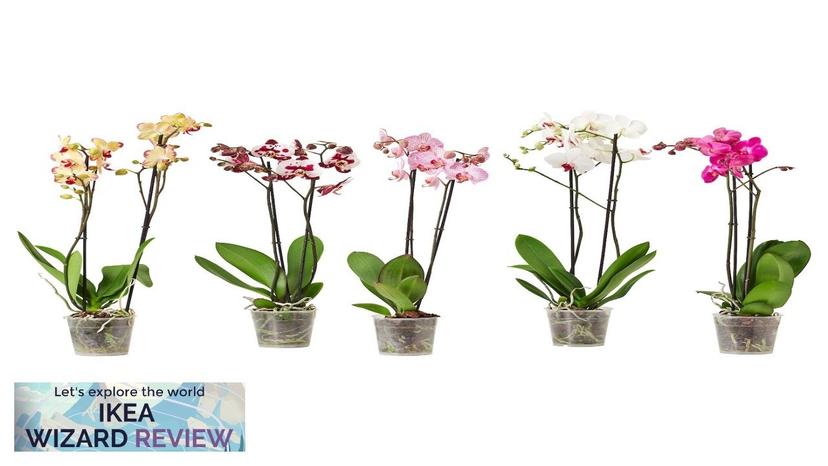 PHALAENOPSIS IKEA Potted plant Orchid/2-stem assorted species plants Review