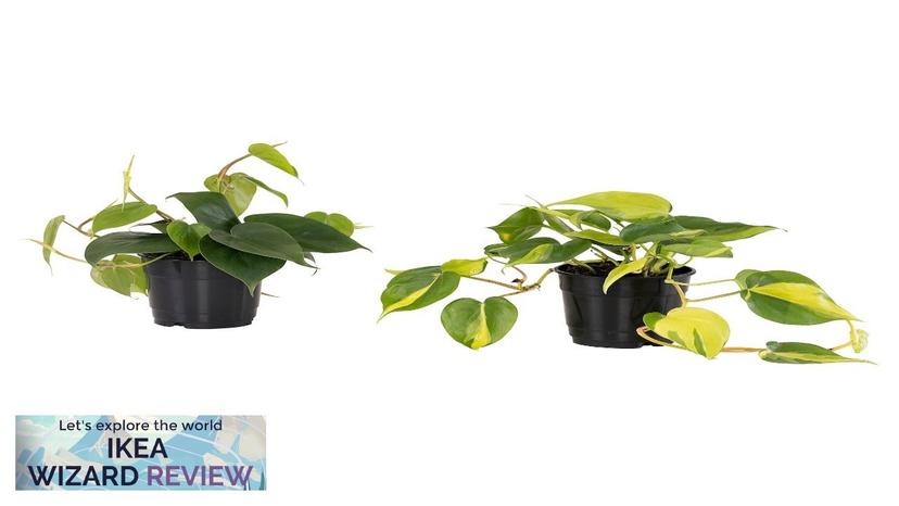 PHILODENDRON IKEA Potted plant assorted species plants Review