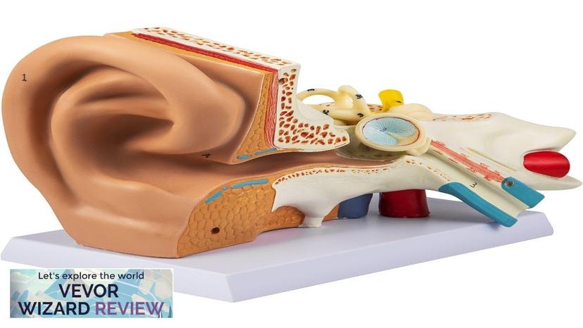 VEVOR Human Ear Anatomy Model 5 Times Enlarged Human Ear Model PVC Review