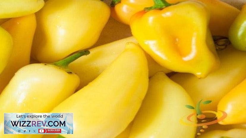 Pepper (Hot) Jalapeño Yellow (Caloro)  – Seeds Review