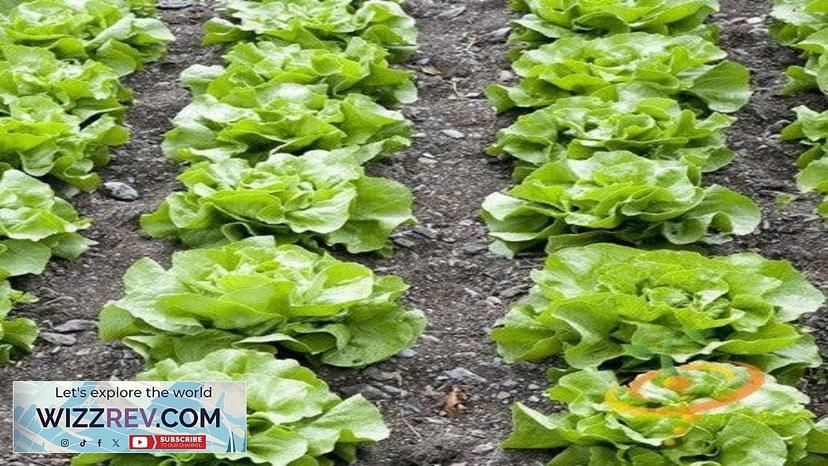 Lettuce White Boston (Butterhead) – Seeds Review