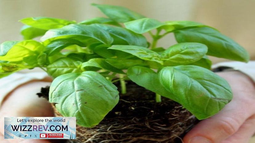 Basil Genovese (Sweet Basil) – Seeds Review