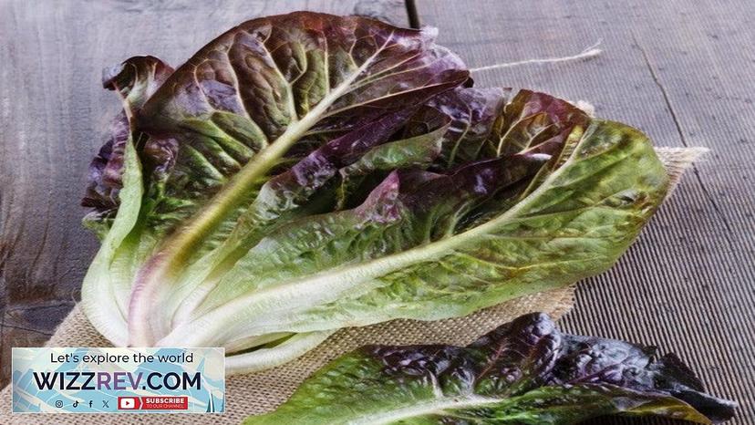 Lettuce Romaine Red – Seeds Review