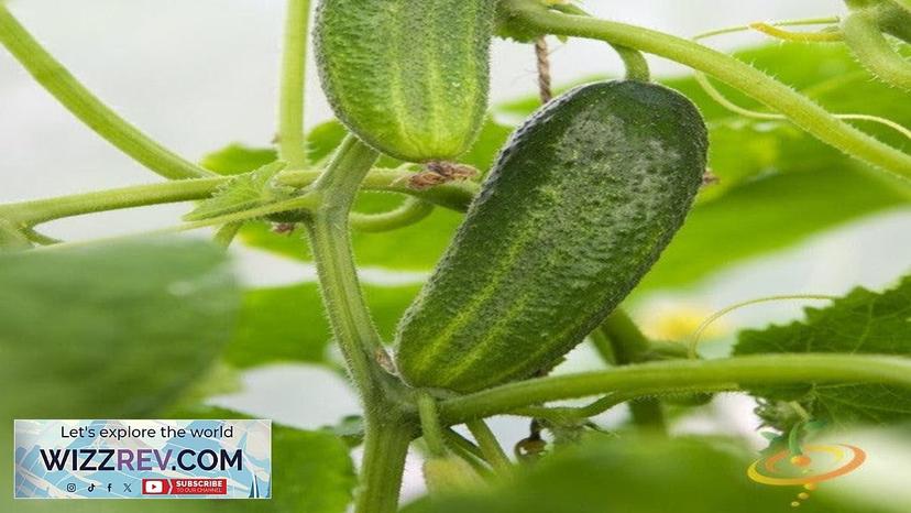 Cucumber Space Master – Seeds Review