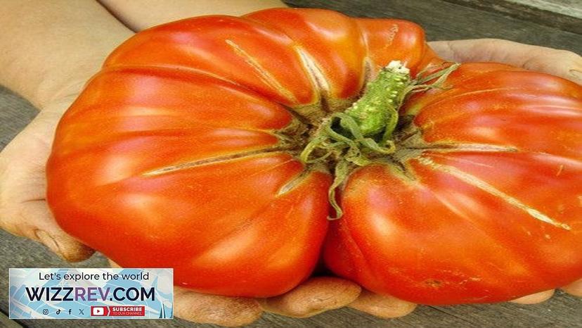 Tomato Delicious (Indeterminate) seeds from Seeds Review